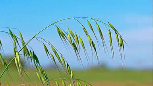 Close-up of wild oats plants swaying in the breeze against a clear blue sky.