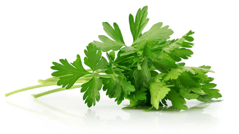 Fresh parsley leaves on a white background, showcasing vibrant green colors and frilly textures of parsley.