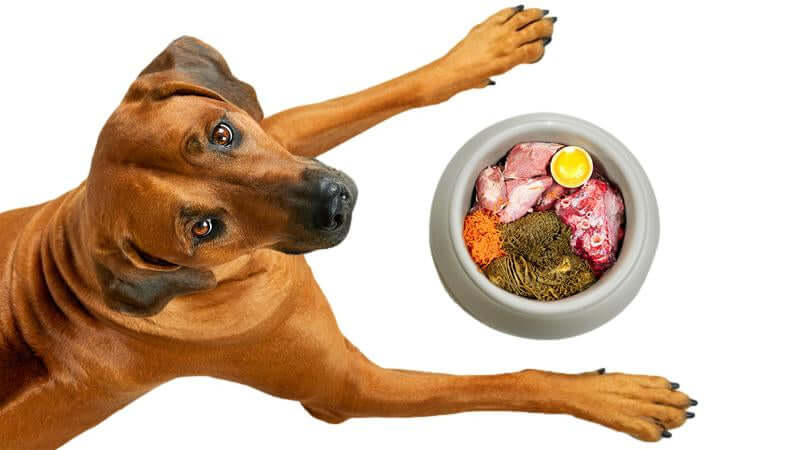 A dog lying next to a bowl filled with nutritious food for Vitamin B1 for Dog's Bad Hips.