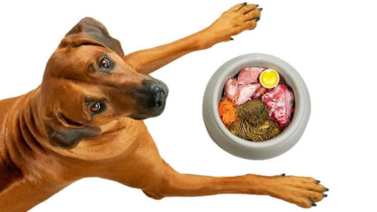 A dog lying next to a bowl filled with nutritious food for Vitamin B1 for Dog's Bad Hips.