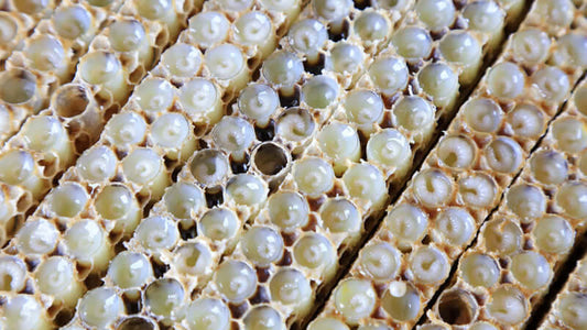 Close-up of honeycomb cells containing Royal Jelly, a natural superfood produced by bees.