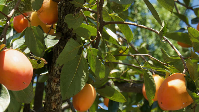 Close-up of persimmon leaves with ripe persimmons hanging on the tree, showcasing a natural environment.