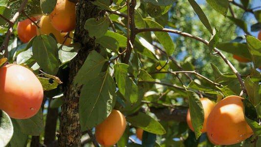 Close-up of persimmon leaves with ripe persimmons hanging on the tree, showcasing a natural environment.