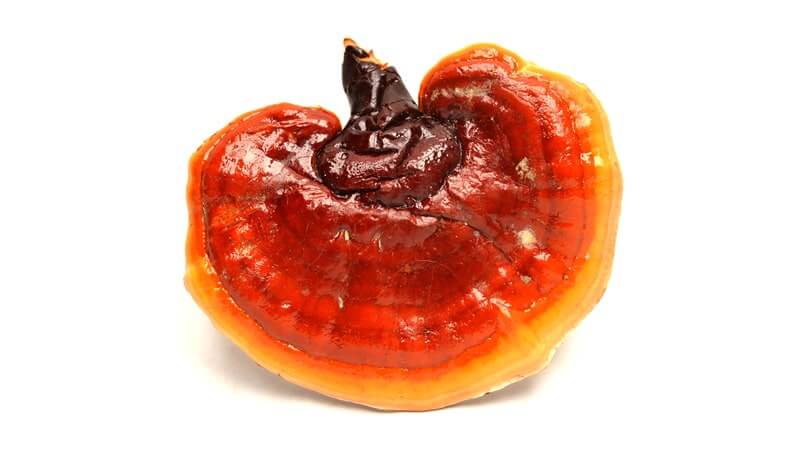 Close-up of a Reishi mushroom, showcasing its glossy, reddish-brown cap and characteristic shape.