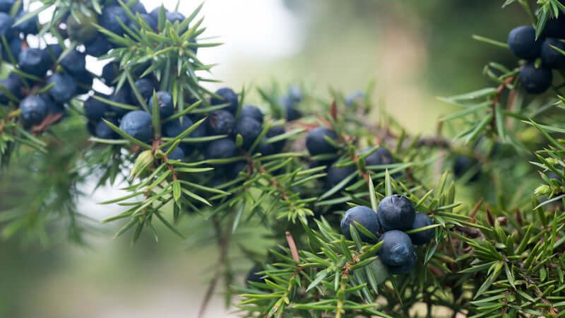 Close-up of Juniper Berry growing on a branch with green leaves.
