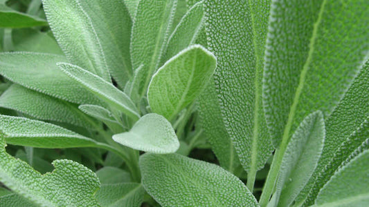 Close-up of fresh green Sage leaves with textured surfaces and vibrant color.