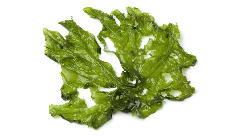 Algae: Green