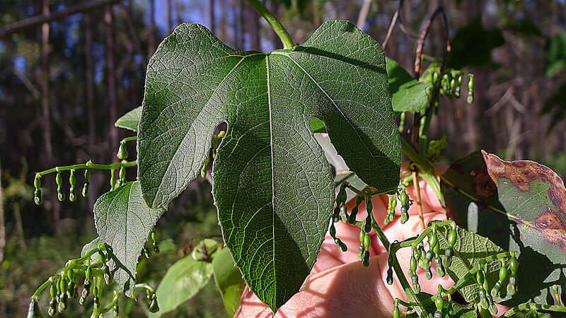 Close-up of a Tayuya leaf with intricate veins and surrounding green buds.