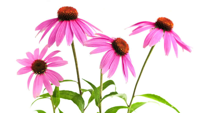 Echinacea flowers with pink petals and dark centers on a white background.