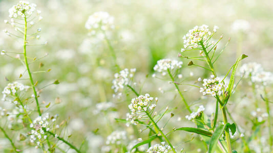 Field of delicate white flowers, showcasing Shephards Purse, a plant known for its unique heart-shaped seed pods.