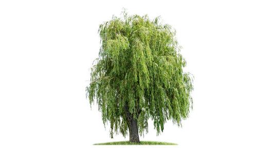 A lush willow tree with long, drooping branches and green foliage isolated on a white background.