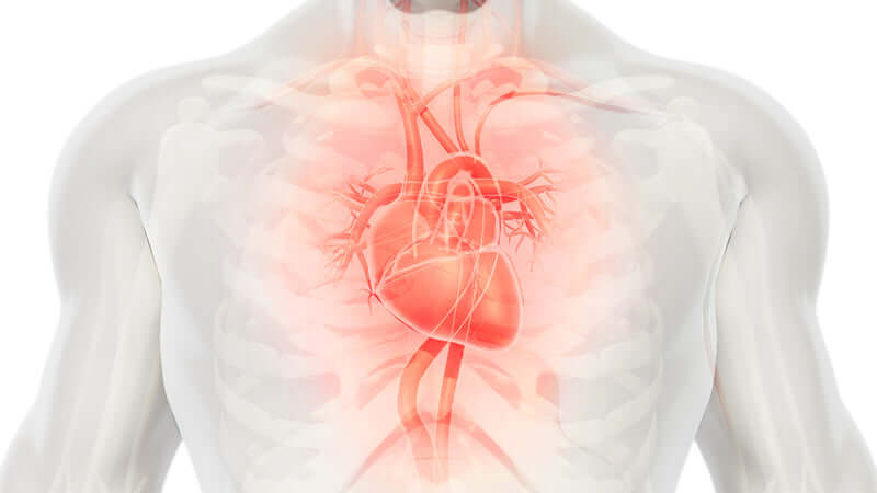 Magnesium Evidence of Effects, Illustration of a human chest highlighting the heart, representing Magnesium: Evidence of Effects.