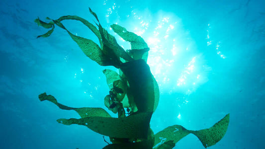 Vibrant underwater view featuring Dunaliella Algae swaying beneath sunlight in the ocean.