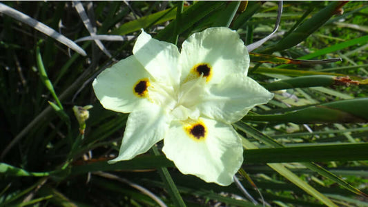 Close-up of an Iris flower with yellow petals and black center spots, surrounded by green foliage.