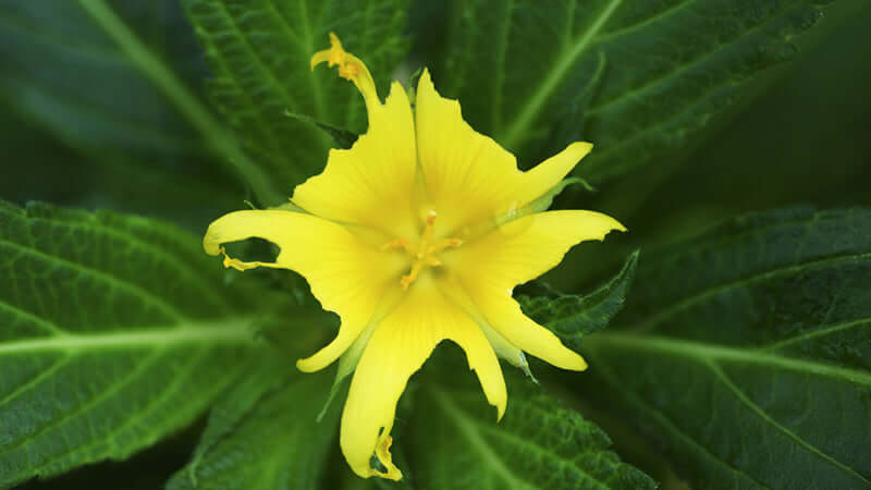 Damiana