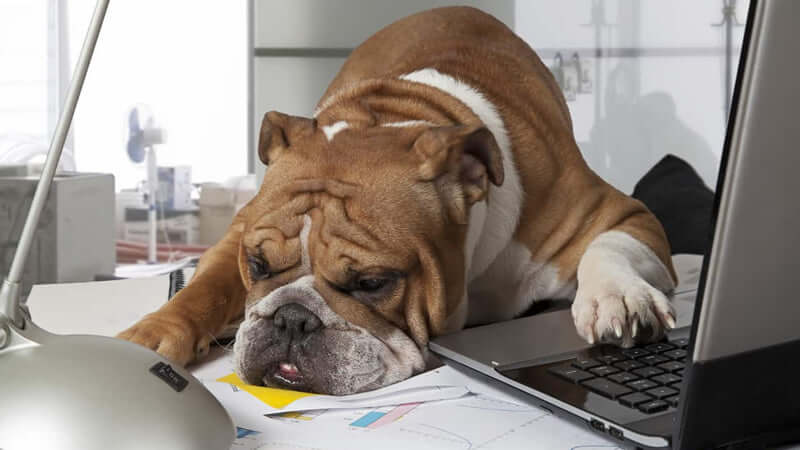 Bulldog lying on a desk near a laptop, highlighting the importance of iodine for pets.