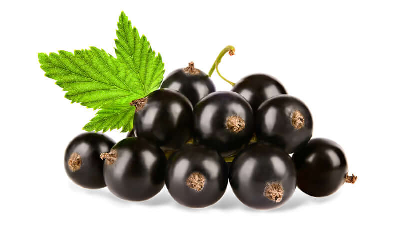 Fresh Black Currants with green leaf on white background, showcasing their rich color and health benefits.