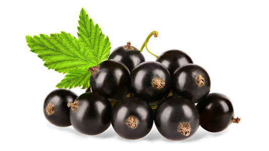 Fresh Black Currants with green leaf on white background, showcasing their rich color and health benefits.