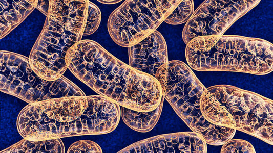 Exsula Superfoods for Cellular Energy promoting healthy mitochondria for enhanced vitality.