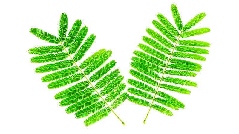 Two vibrant green leaves from Acacia Catechu plant against a white background.