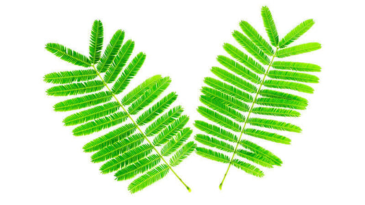 Two vibrant green leaves from Acacia Catechu plant against a white background.