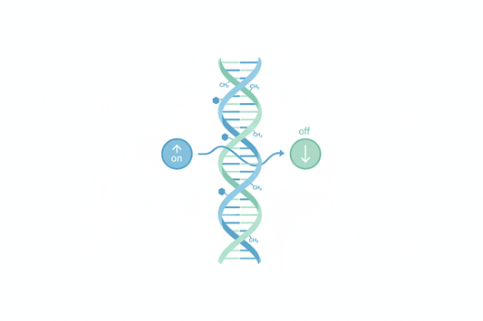 Understanding Methylation: The Body’s Master Biochemical Switch showcasing DNA strands with activation and deactivation symbols.