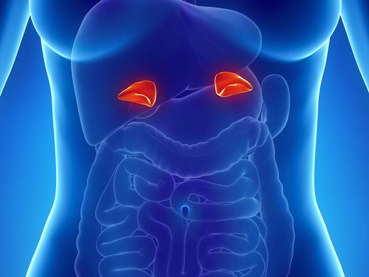 Adrenal Glands