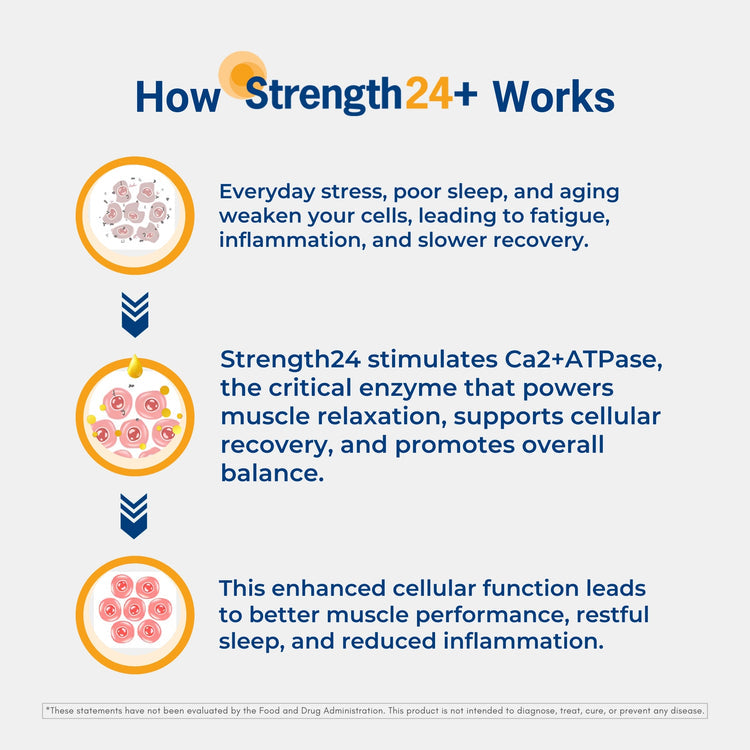 Infographic explaining how Strength24+ enhances cellular health, muscle performance, and promotes recovery.