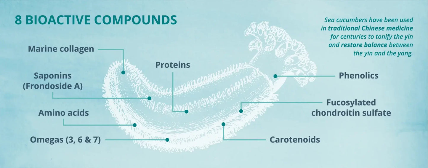 Infographic highlighting 8 bioactive compounds in Sea Cucumber Powder, including marine collagen and amino acids.