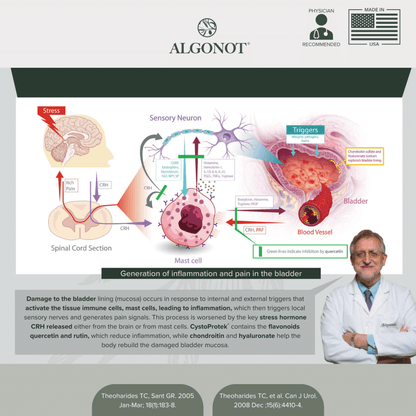 Diagram of bladder inflammation and pain mechanism with a doctor and Algonot branding.