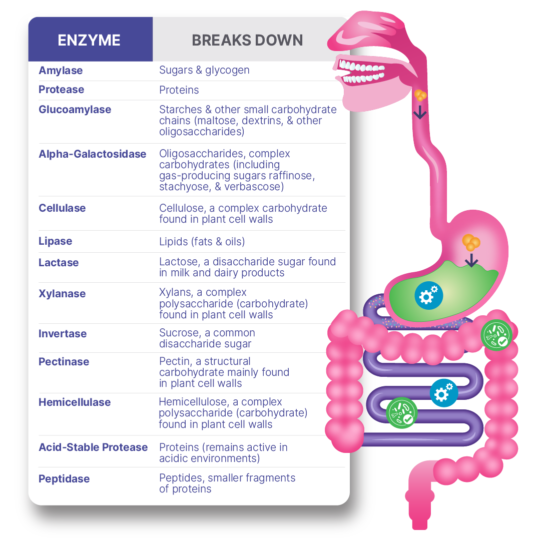 DigestMate Spore Based Probiotic and Enzyme Blend infographic showing enzymes and their functions in digestion.