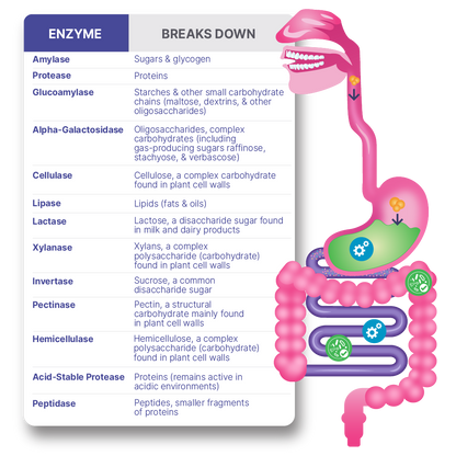 DigestMate Spore Based Probiotic and Enzyme Blend infographic showing enzymes and their functions in digestion.